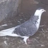 معامله با کفتر نر هرچی باشه غمی نداره