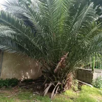 سیکاس بزرگ و قدیمی