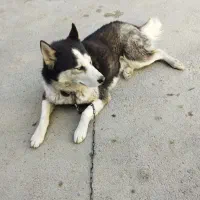 سگ هاسکی نر