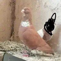 کفتر سرخ افغانی