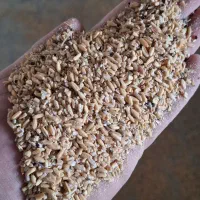 گندم شکسته دامی