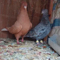 نرماده سرور و زرد دم سفید|پرنده|شیراز, تندگویان|دیوار