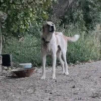 سگ نر گله گی|سگ|مشهد, آزادشهر|دیوار