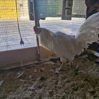 فروش ۳ مرغ و یک خروس گلین|حیوانات مزرعه|بندر ماهشهر, |دیوار