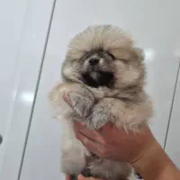 سگ پامرین|سگ|ری, ظهیرآباد|دیوار