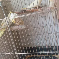 عروس هلندی|پرنده|ری, شهرک نظامی|دیوار