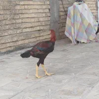 خروس و مرغ لاری