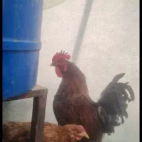 خروس محلی اصیل