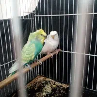مرغ عشق پروانه ای مفت فوری