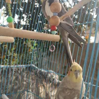 یه جفت عروس هلندی بالغ و سالم|پرنده|ماسال, |دیوار