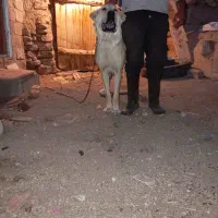 سگ ماده پژدر