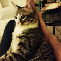 واگذاری گربه خانگی