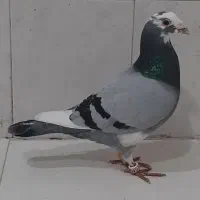 ابلغ المانی ذات دار