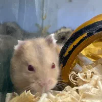 فروش همستر|موش و خرگوش|قزوین, |دیوار