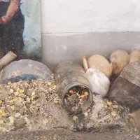 همستر|موش و خرگوش|کرمانشاه, |دیوار