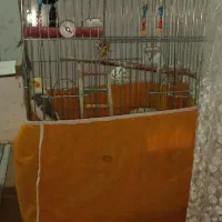 عروس هلندی نر و ماده همراه با تخم|پرنده|بوکان, |دیوار