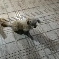 سگ شیتزو|سگ|تاکستان, |دیوار