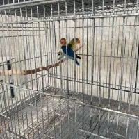 جفت فیشر مولد