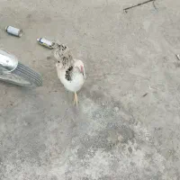 مرغ|حیوانات مزرعه|میناب, |دیوار