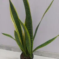 گل‌های اپارتمانی قیمت مناسب|گل و گیاه طبیعی|اصفهان, سرچشمه|دیوار