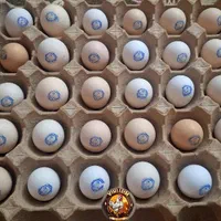 تخم مرغ نطفه دار فول کیفیت ابریشمی و اصیل|حیوانات مزرعه|مشهد, طرق|دیوار