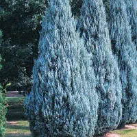 تولید نهال سرو نقره ای