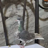 تعدادی کبوتر شهری