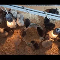 جوجه یه هفته رسمی