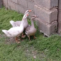 جوجه غاز محلی ۳ماه