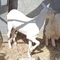 دو بزغاله ماده