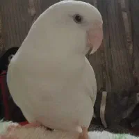 کوتوله ماده