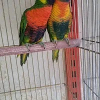 لوری
