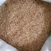 شالی بذری فجر سوزنی درجه یک