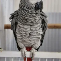 کاسکو دم قرمز