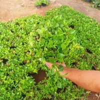 گل آپارتمانی قیمت 50|گل و گیاه طبیعی|محلات, |دیوار