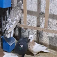 سلام چنتا حیون فروشی