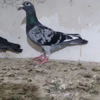 مسافتی|پرنده|تهران, آبشار|دیوار