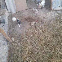 سگ‌پاکوتاه سه عدد دو نر یک ماده