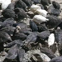 تعدادی 70جوجه بوغلمو 3ماهه نیمه|حیوانات مزرعه|بومهن, |دیوار