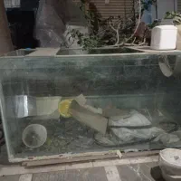 ۴ عدد آکواریوم با وسایل