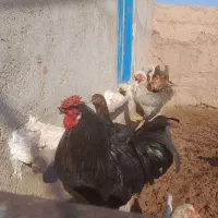 خروس سیاه و پرپا