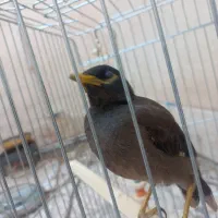 مرغ مینا گمشده