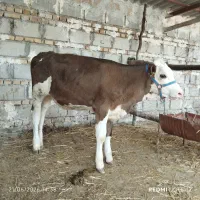 گوساله ماده مونت شش ماهه جنس خوب
