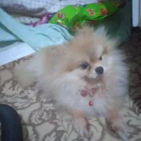 پامرین عروسکی بسیار زیبا