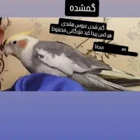 گمشده عروس هلندی