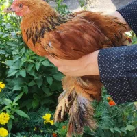 نیمچه خروس برهما