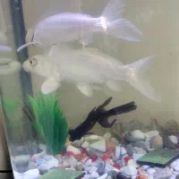 فروش دو عدد ماهی کوی سفید