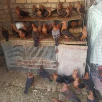 آرشینگل|پرنده|باغ بهادران, |دیوار