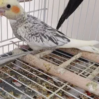 ۴عدد عروس هلندی دانخور
