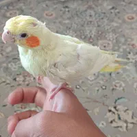جوجه عروس هلندی